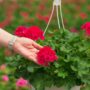 Geranium – Calliope Medium Crimson Flame – 10″ Hanging Basket